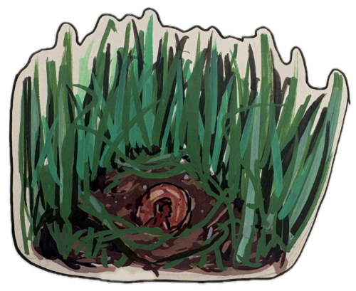 Linden_grassrootscolor