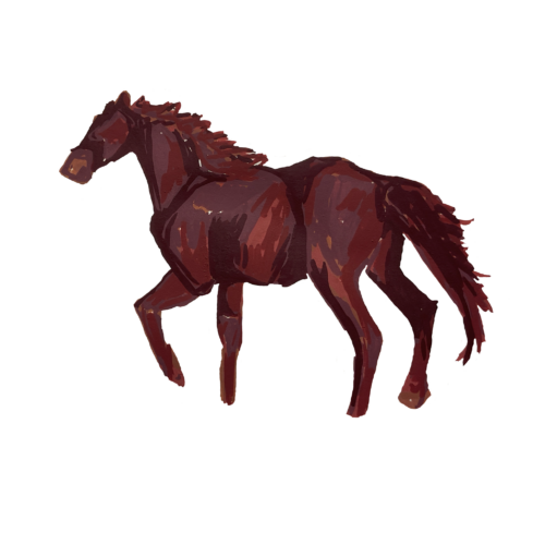 Horse Color